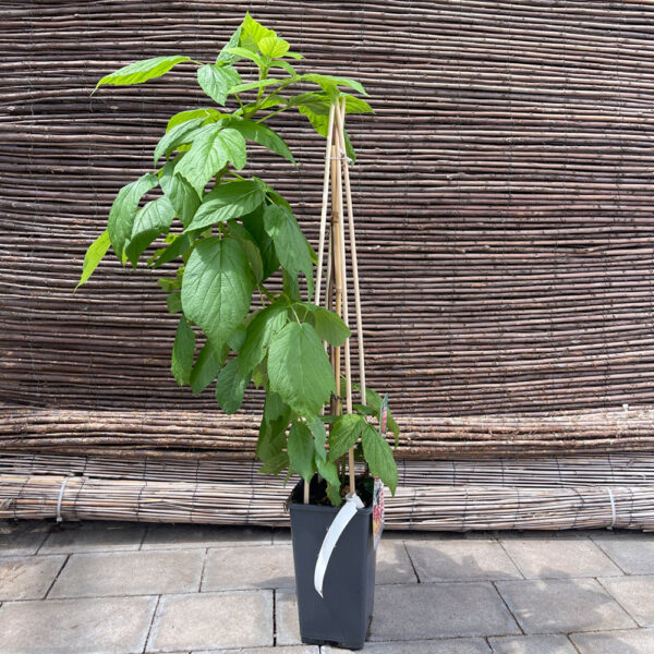 RUBUS IDAEUS, FRAMBUESA