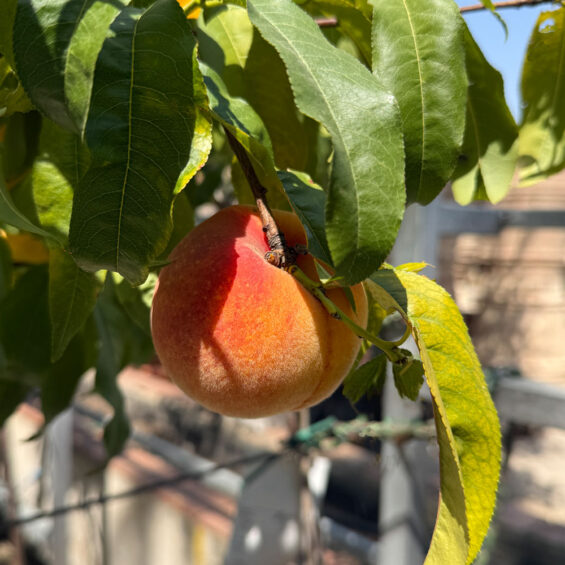 MELOCOTONERO