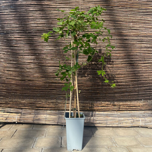 AKEBIA QUINATA