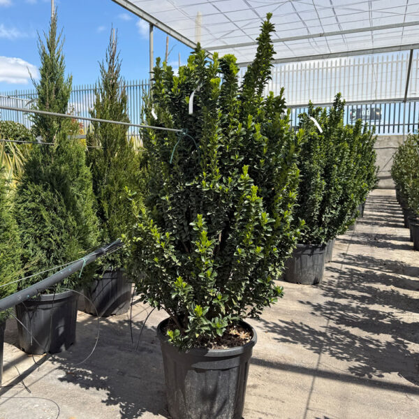 EUONYMUS JAPONICUS "BENKOMASAKI"
