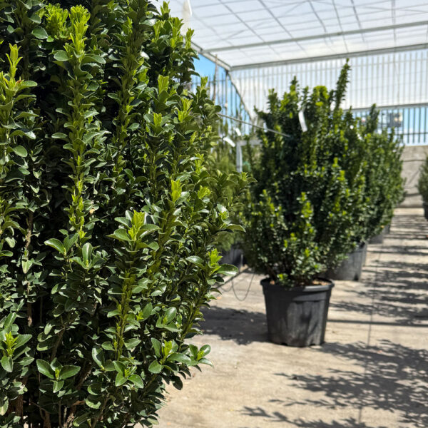 EUONYMUS JAPONICUS "BENKOMASAKI" - Imagen 2