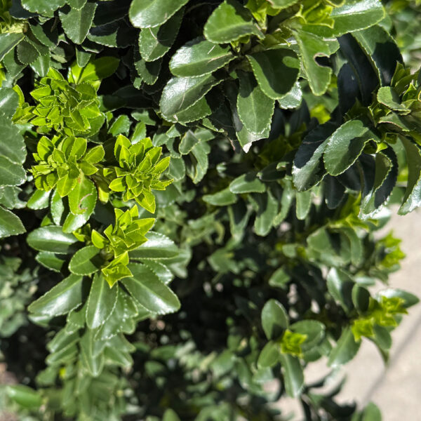 EUONYMUS JAPONICUS "BENKOMASAKI" - Imagen 3