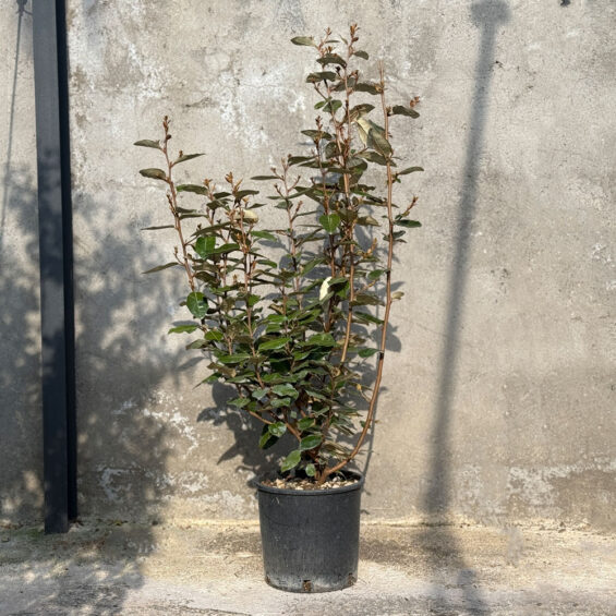 PRIMAVERA