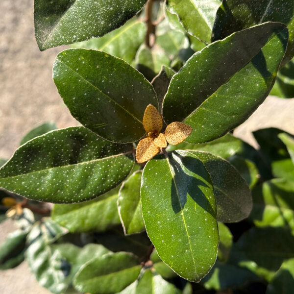 PRIMAVERA