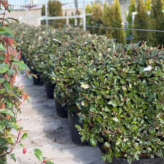 PRIMAVERA