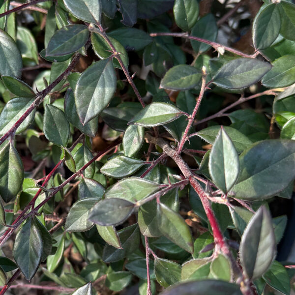 COTONEASTER LACTEUS - Imagen 2