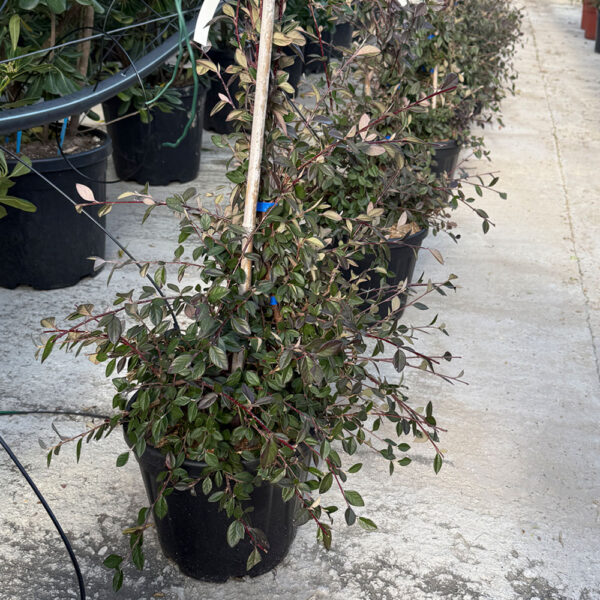 COTONEASTER LACTEUS