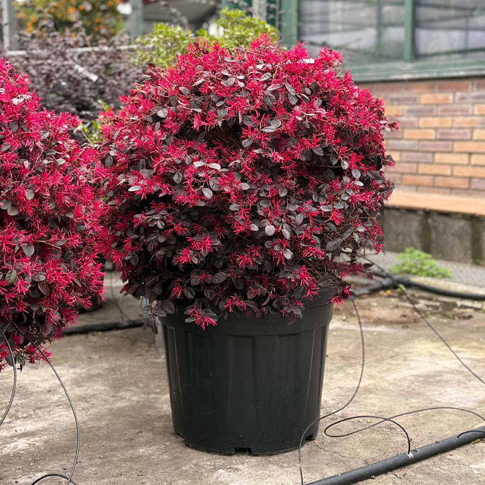 LOROPETALUM CHINENSE "BLACK PEARL"
