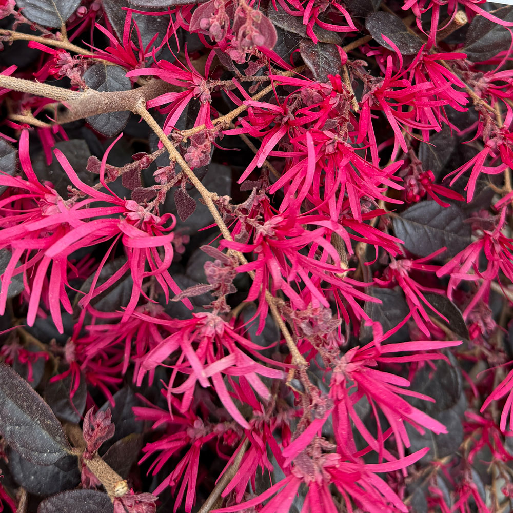 LOROPETALUM CHINENSE "BLACK PEARL" - Imagen 2