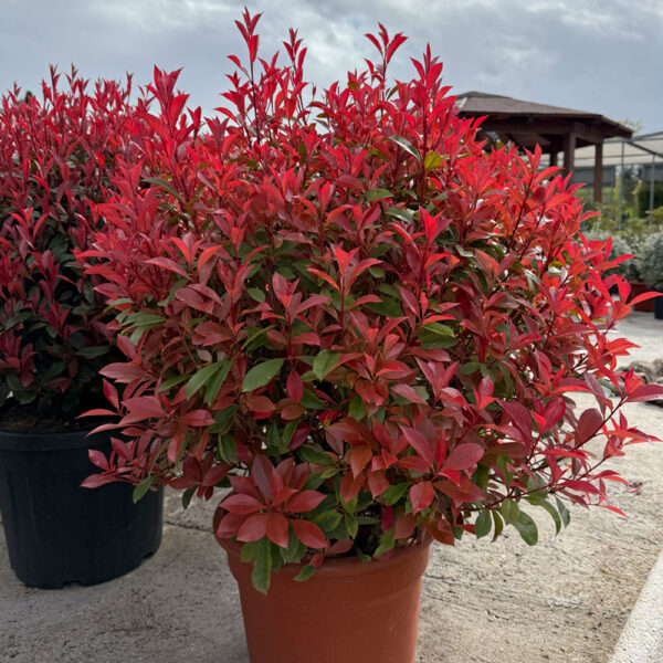 PHOTINIA COMPACTA