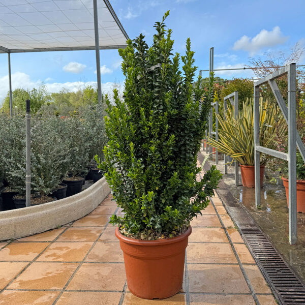 EUONYMUS JAPONICUS "BENKOMASAKI"