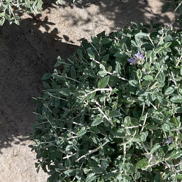 TEUCRIUM FRUTICANS - Imagen 2