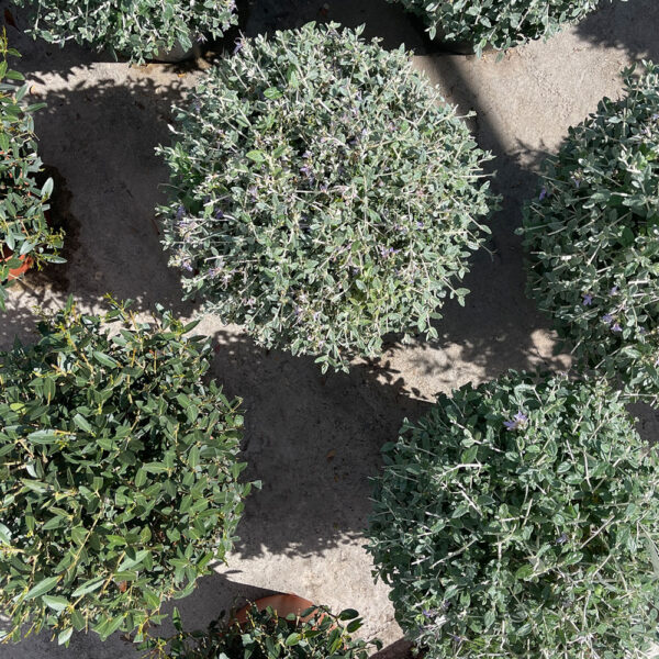 TEUCRIUM FRUTICANS