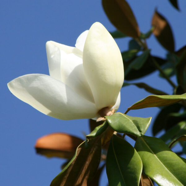 MAGNOLIA GRANDIFLORA - Imagen 3