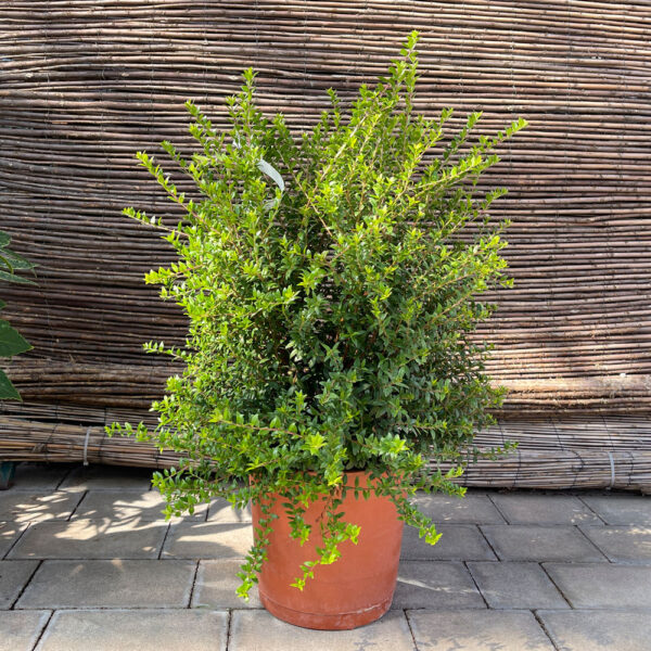 MYRTUS COMMUNIS TARENTINA - MIRTO
