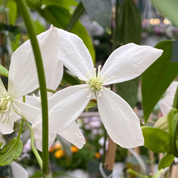 CLEMATIS ARMANDII