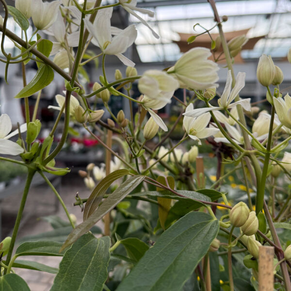 CLEMATIS ARMANDII - Imagen 2