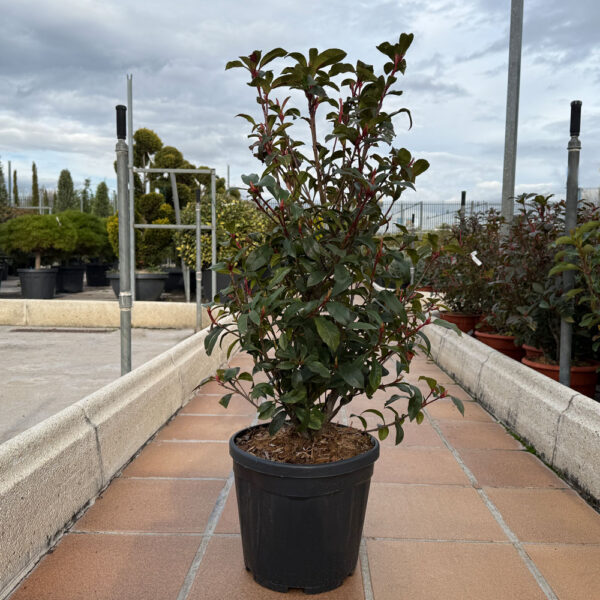 PHOTINIA COMPACTA - Imagen 3