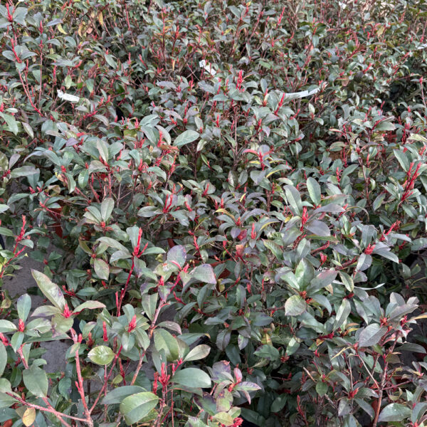 PHOTINIA COMPACTA - Imagen 2