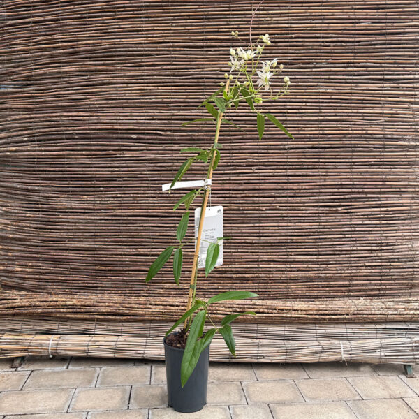 CLEMATIS ARMANDII - Imagen 3