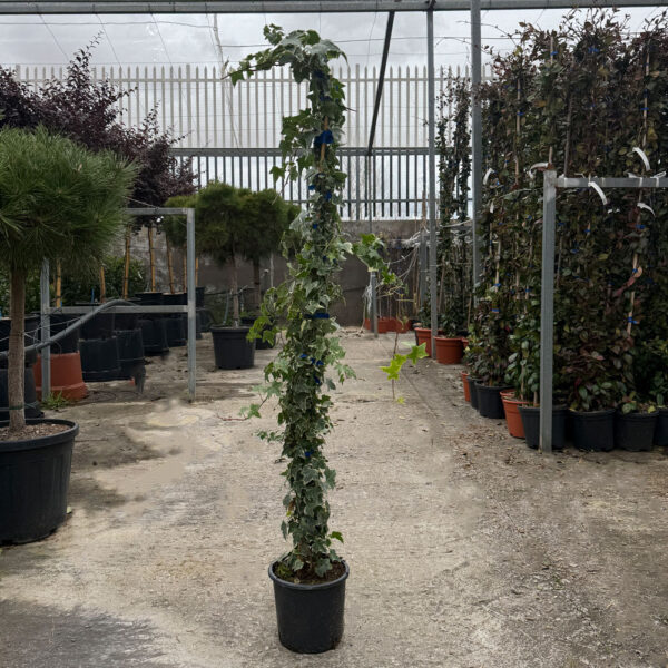 HEDERA HELIX "WHITE RIPPLE"- HIEDRA