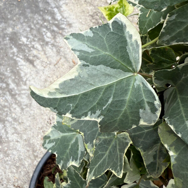 HEDERA HELIX "WHITE RIPPLE"- HIEDRA - Imagen 2