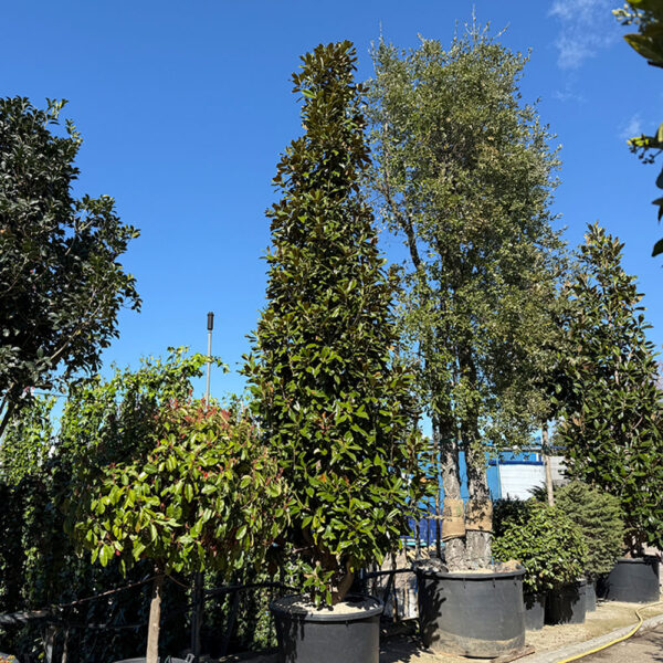 MAGNOLIA GRANDIFLORA - Imagen 6