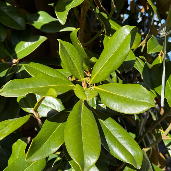 MAGNOLIA GRANDIFLORA - Imagen 4
