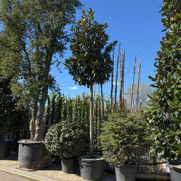 MAGNOLIA GRANDIFLORA - Imagen 2
