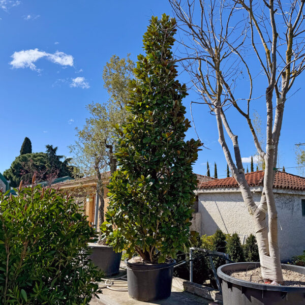 MAGNOLIA GRANDIFLORA