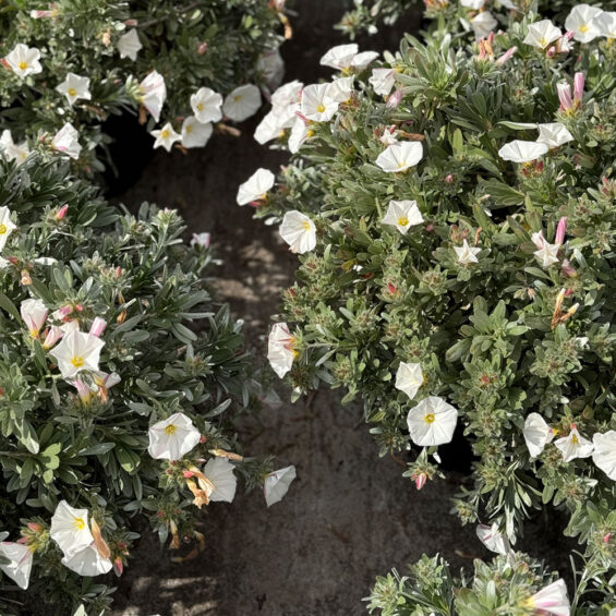 IMAGEN EN PRIMAVERA