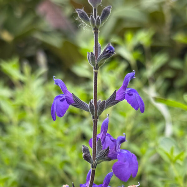 SALVIA MICROPHYLLA "BLUE NOTE"