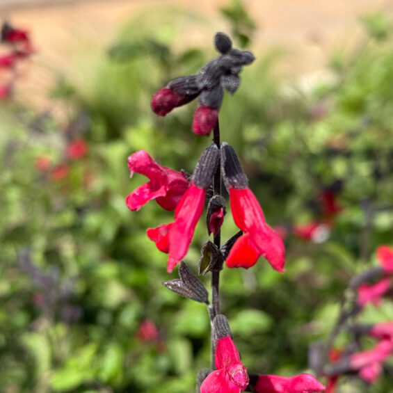 PRIMAVERA