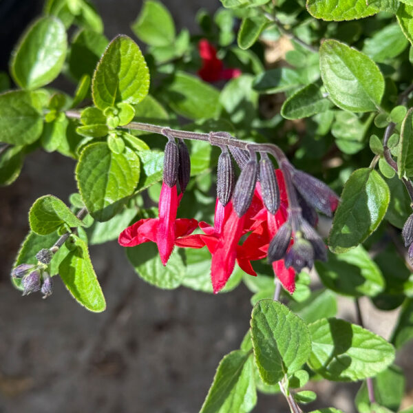 PRIMAVERA