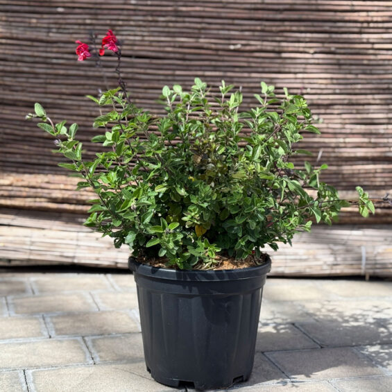 PRIMAVERA