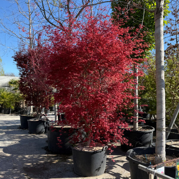 ACER PALMATUM "DESHOJO" - Imagen 2