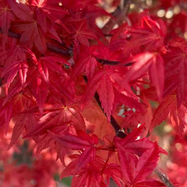 ACER PALMATUM "DESHOJO"