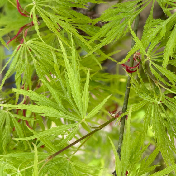 Primavera