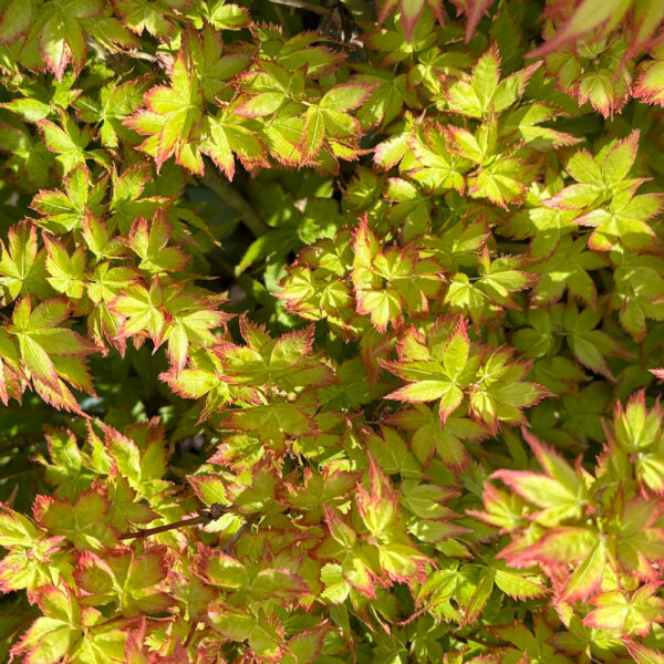 ACER PALMATUM "LITTLE PRINCESS"