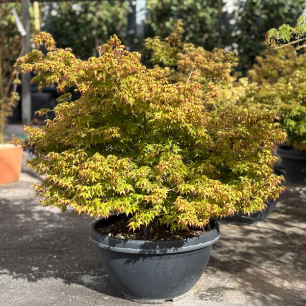 ACER PALMATUM "LITTLE PRINCESS" - Imagen 2