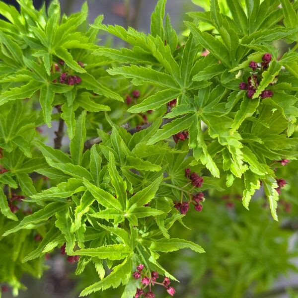 ACER PALMATUM "SHISHIGASHIRA" (Acer palmatum "Crispifolium")
