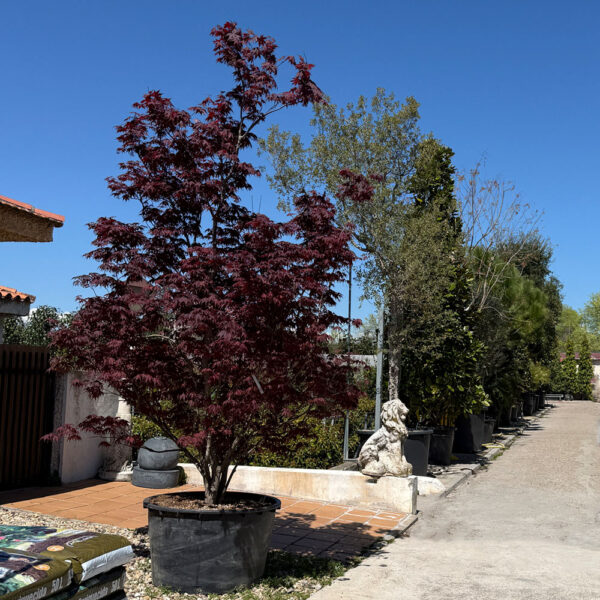 ACER PALMATUM "BLOODGOOD" - Imagen 2