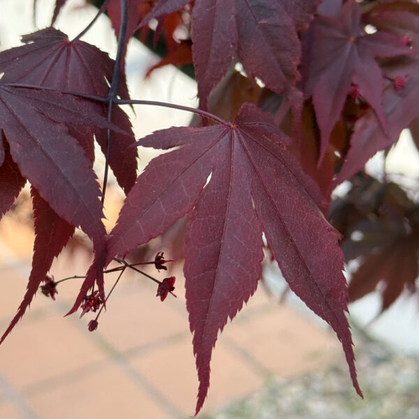 ACER PALMATUM "BLOODGOOD"