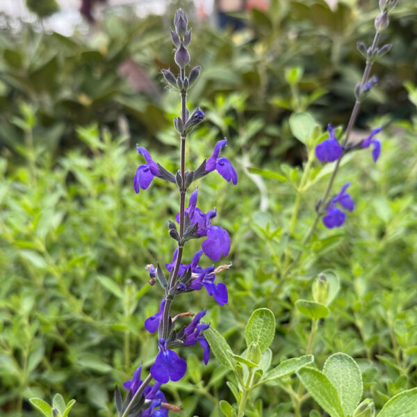 SALVIA MICROPHYLLA "BLUE NOTE" - Imagen 2