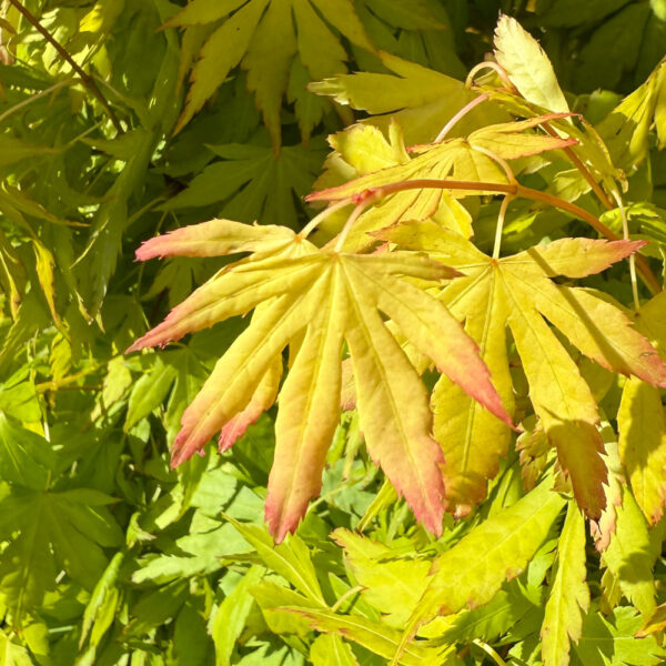 ACER PALMATUM "ORANGE DREAM"