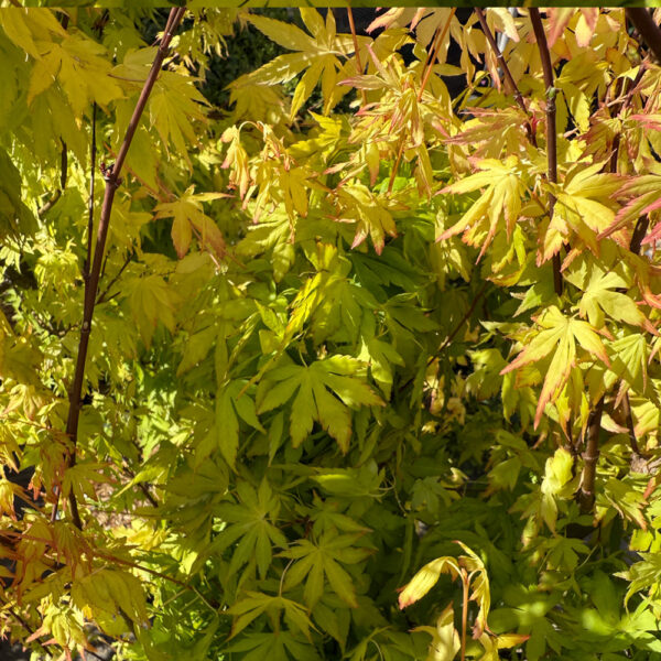 ACER PALMATUM "ORANGE DREAM" - Imagen 2