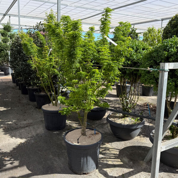 ACER PALMATUM "SHISHIGASHIRA" (Acer palmatum "Crispifolium") - Imagen 2