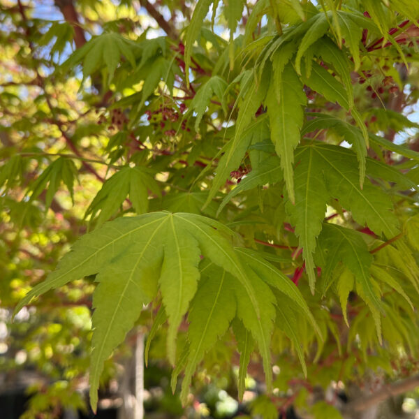 ACER PALMATUM "SANGO KAKU"