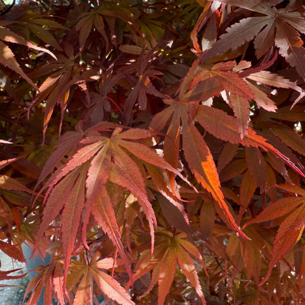 ACER PALMATUM "SKEETER´S BROOM"