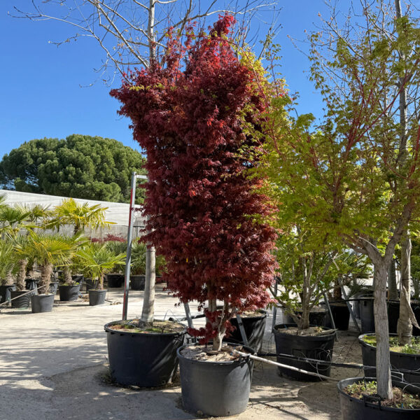 ACER PALMATUM "SKEETER´S BROOM" - Imagen 2